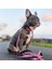 Leopard Pink Köpek Gezdirme Kayışı 3