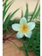 Maygiy Lotus Çiçeği Tokası 8cm 3