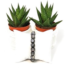 Taş Rüyası Küp Akik Örme Bileklik 8 mm Mavi- Lacivert