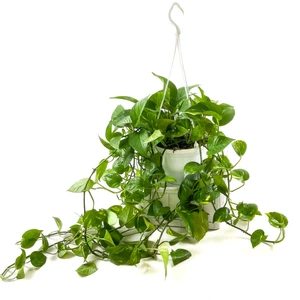 Fidan Burada Potos Pothos Salon Sarmaşığı Epipremnum (Aureum) Askılı Saksıda