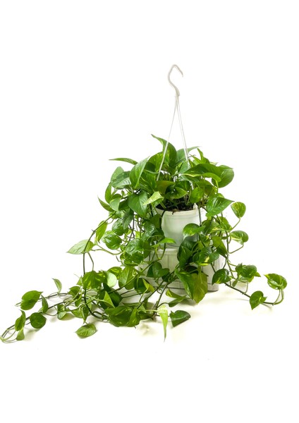Potos Pothos Salon Sarmaşığı Epipremnum (Aureum) Askılı Saksıda