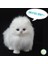 Kedi Şekli Peluş Oyuncak (Yurt Dışından) 4