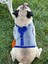 Kedi & Köpek Kıyafeti , Kedi & Köpek Göğüs Tasması , Fileli Kedi Köpek Tasması 4