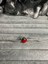 Gümüş S925 Damgalı Pokemon Topu (Poke Ball) Charm 3