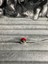 Gümüş S925 Damgalı Pokemon Topu (Poke Ball) Charm 4