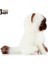 Siyam Kedisi Bebek Peluş Bebek Kedi Oyuncak Sevimli Kedi Bebek Sevimli Evcil Hayvan Ragdoll Kedi (Yurt Dışından) 3