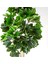 Yapay Ağaç Lucky (Şans) Tree Gerçek Dokulu 50 Yaprak Yeşil 160 Cm. 2