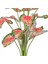 Yapay Bitki Caladium-Kaladyum Demet Gerçek Dokulu 18 Yaprak 46 Cm. 2
