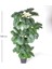 Yapay Ağaç Ararot-Arrowroot Gerçek Dokulu 64 Yaprak Yeşil 120 Cm. 3