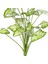 Yapay Bitki Syngonium-Melek Kanadı Gerçek Dokulu 18 Yaprak Yeşil-Beya 2