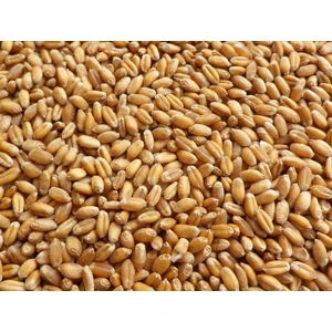 Buğday 5 kg Yemlik Buğday (Tavuk, Ördek, Güvercin, Kaz, Bıldırcın ve Tüm Kanatlılar Için)