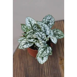 Hostes Çiçeği Hypoestes Phyllostachya Beyaz Benek 10-20 cm