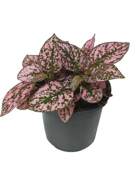 Hypoestes Hostes Çiçeği Pembe Benek 10-20 cm