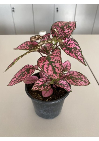 Hypoestes Rose Hostes Çiçeği Alacalı Pembe 10-20 cm
