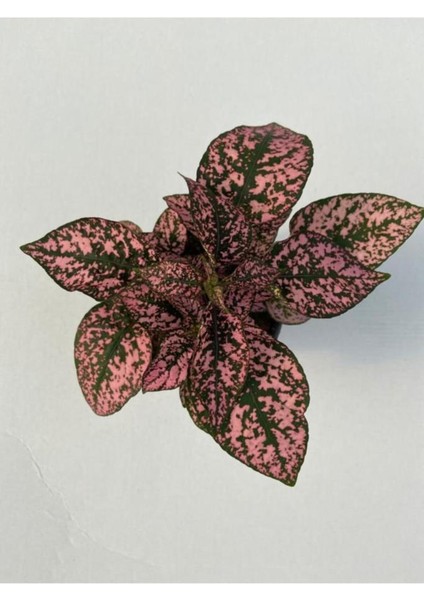 Hypoestes Rose Hostes Çiçeği Alacalı Pembe 10-20 cm