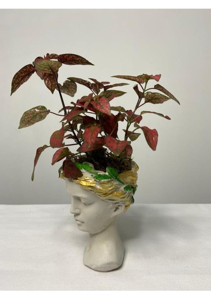 Hypoestes Hostes Çiçeği Kırmızı Benek 10-20 cm