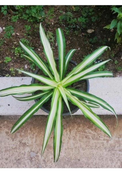 Kurdela Kordela Salon Çiçeği 10-20 cm