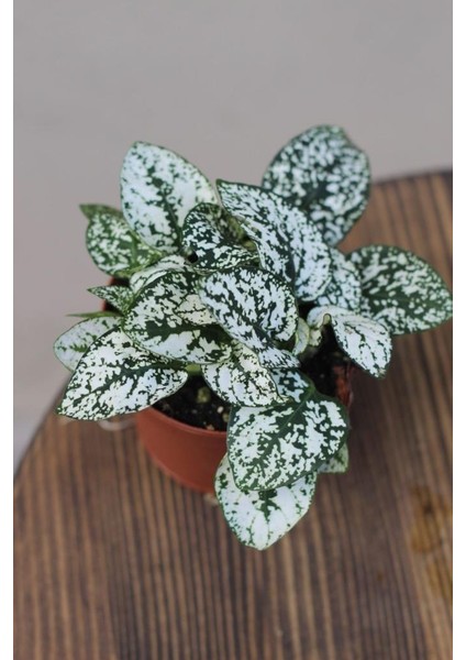 Hostes Çiçeği Hypoestes Phyllostachya Beyaz Benek 10-20 cm