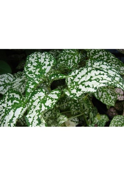 Hostes Çiçeği Hypoestes Phyllostachya Beyaz Benek 10-20 cm fiyatları