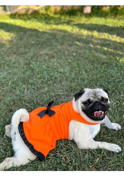 Kedi & Köpek Kıyafeti , Köpek Elbisesi , Kedi Elbisesi , Mavi Turuncu Sarı Elbise fiyatları