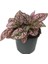 Hypoestes Hostes Çiçeği Pembe Benek 10-20 cm 1