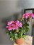 Saksılı Sardunya Pembe Alacalı Fuşya 10-20 cm 1