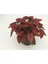 Kırmızı Hostes Çiçeği Hypoestes Phyllostachya 10-20 cm 1