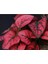 Kırmızı Hostes Çiçeği Hypoestes Phyllostachya 10-20 cm 3