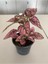 Hypoestes Rose Hostes Çiçeği Alacalı Pembe 10-20 cm 1