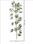 Bambu Çubuk Yapraklı Orijinal 100/180CM 5li 4