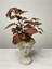 Hypoestes Hostes Çiçeği Kırmızı Benek 10-20 cm 1