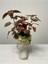 Hypoestes Hostes Çiçeği Kırmızı Benek 10-20 cm 2