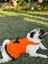 Kedi & Köpek Kıyafeti , Köpek Elbisesi , Kedi Elbisesi , Mavi Turuncu Sarı Elbise 3