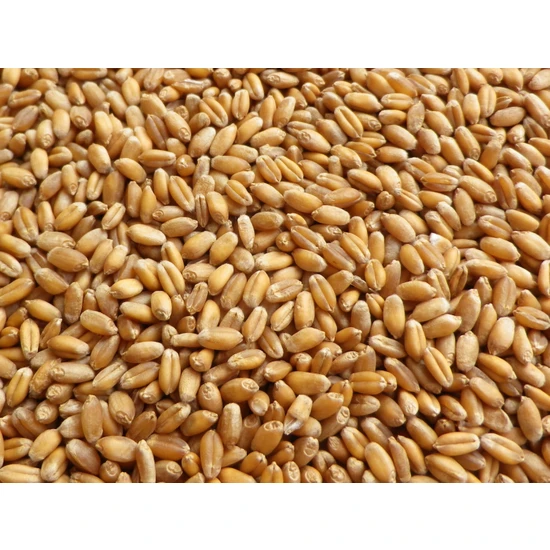 MAYSAN Buğday 5 kg Yemlik Buğday (Tavuk, Ördek, Güvercin, Kaz, Bıldırcın ve Tüm Kanatlılar Için)