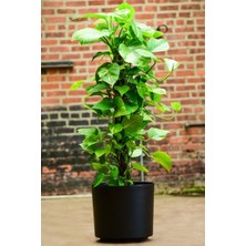 Garden Online Scindapsus Pathos - Ev Sarmaşığı Canlı Salon Bitkisi 100 - 125 cm