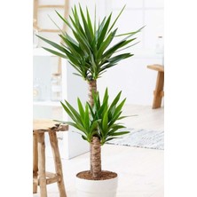 Garden Online Yucca - Yuka Bitkisi Iki Gövdeli Yucca Avize Çiçeği Canlı Salon Bitkisi 80 - 100 cm