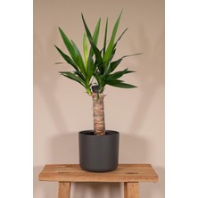 Garden Online Yucca - Yuka Bitkisi Tek Gövdeli Yucca Avize Çiçeği Canlı Salon Bitkisi 50 - 60 cm