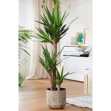 Garden Online Yucca - Yuka Bitkisi Üç Gövdeli Yucca Avize Çiçeği Canlı Salon Bitkisi 120 - 130 cm