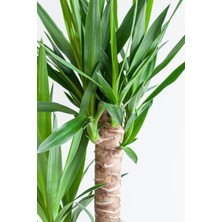 Garden Online Yucca - Yuka Bitkisi Üç Gövdeli Yucca Avize Çiçeği Canlı Salon Bitkisi 120 - 130 cm