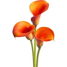 MutluPaket Orange Alert Zantedeschia Turuncu Gala Çiçeği Calla Lily Soğanı (1 Adet)