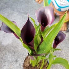 MutluPaket Odessa Zantedeschia Siyah Gala Çiçeği Calla Lily Soğanı (1 Adet)