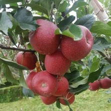 Aryöre Tarım Aşılı Tüplü Fuji Kiku Elma Fidanı