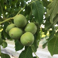 Aryöre Tarım Aşılı Açık Köklü Fernette Ceviz Fidanı