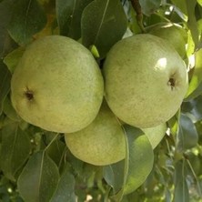 Aryöre Tarım Aşılı Açık Köklü Ankara Armut Fidanı