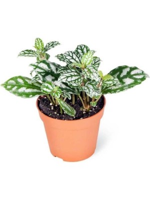 Biorganix Life Pilea Cadierei - Karyağdı Çiçeği - Ev Ofis Salon Iç Mekan Bitkisi - 10 cm