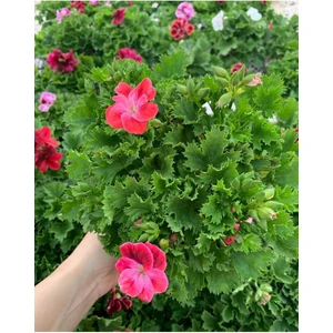 Ceylan Gözü Sardunya Fidanı Fuşya 10-20 cm