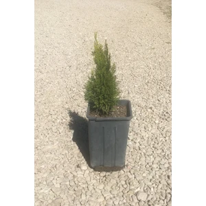 İnci Fidanlığı Altuni Piramit Mazı (30-40CM)
