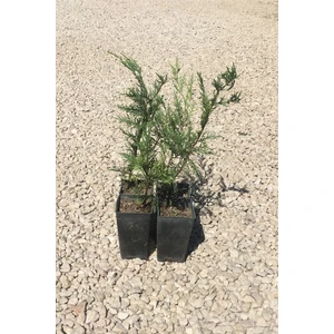 İnci Fidanlığı Leylandi (30-40CM) 4'lü