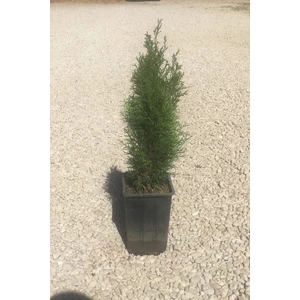 İnci Fidanlığı Batı Mazısı (40-50CM)