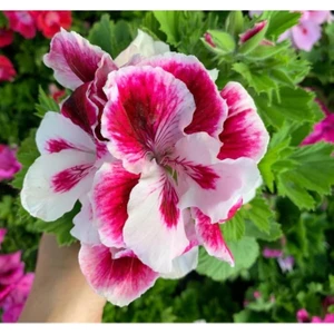 Ceylan Gözü Sardunya Fidanı Pembe Beyaz 10-20 cm